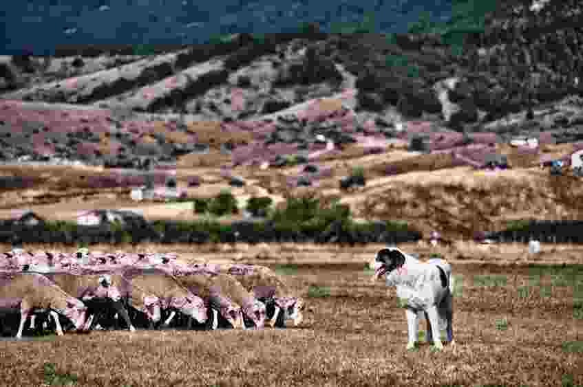 Il Consorzio dell&rsquo;Abbacchio Romano Igp contro il mercato low cost