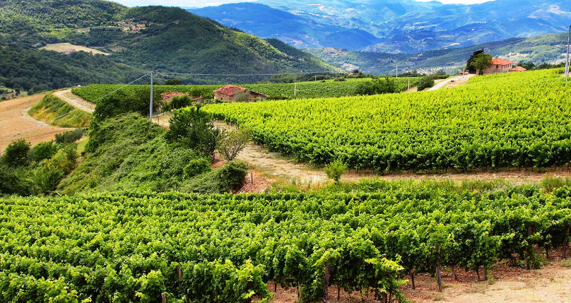 Il Benefizio di Frescobaldi compie 50 anni