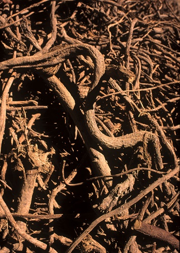 Amarelli, la liquirizia dal 1731