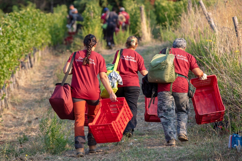 Caiarossa, l&rsquo;arte del blend
