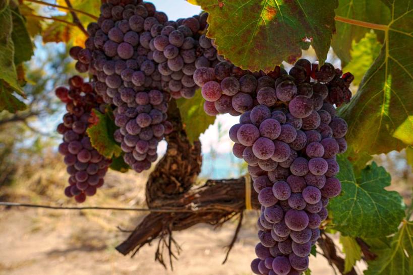 Vigneti Ferraro, il richiamo della terra