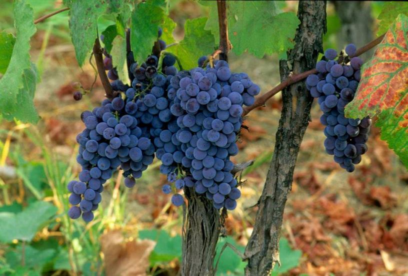 La Pizzuta del Principe, espressione vivace della Calabria ionica