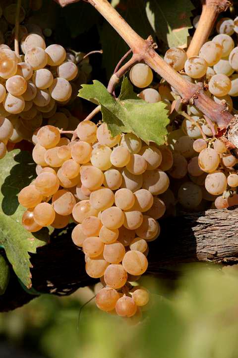 La Pizzuta del Principe, espressione vivace della Calabria ionica