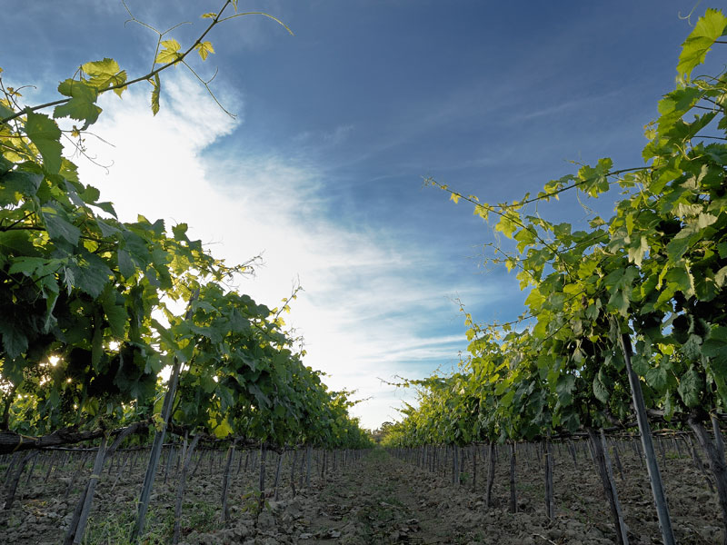 La Pizzuta del Principe, espressione vivace della Calabria ionica