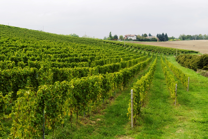 Sant&rsquo;Anna dei Bricchetti e la sua produzione da barbera e moscato