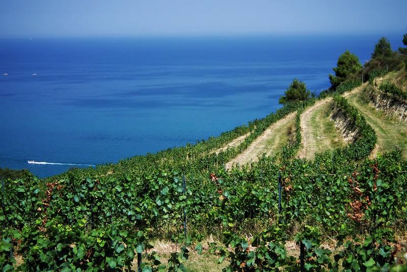 Antichi Vigneti Sculco, il nuovo della tradizione