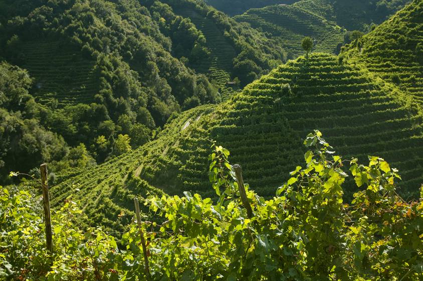La cantina Le Manzane apre le porte al turismo esperienziale