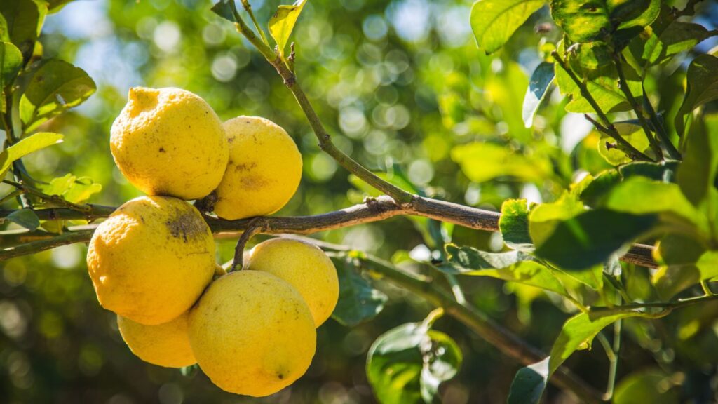 Casa Limonio, vera e autentica essenza di Sicilia