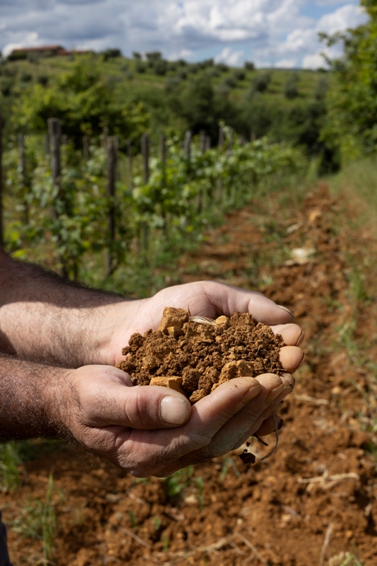 Rosso Morellino vista mare, due giorni di vino, mare e pedalate