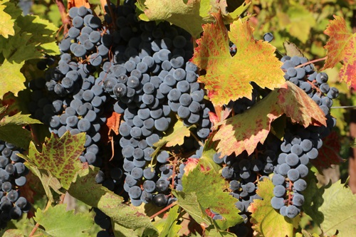 Rontana: 25 anni di passione e innovazione di Ricci Curbastro