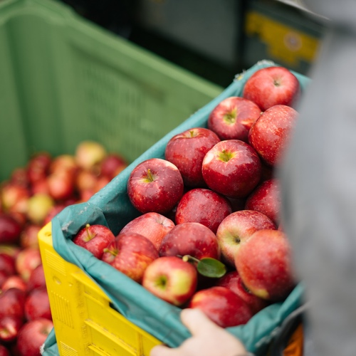 Nasce Fruiara! Frutta di qualit&agrave; per i professionisti