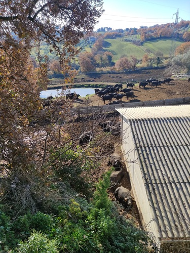 Festeggiato l'Olio Extravergine di Oliva di Montefiascone e il suo paesaggio con una due giorni ricca di appuntamenti