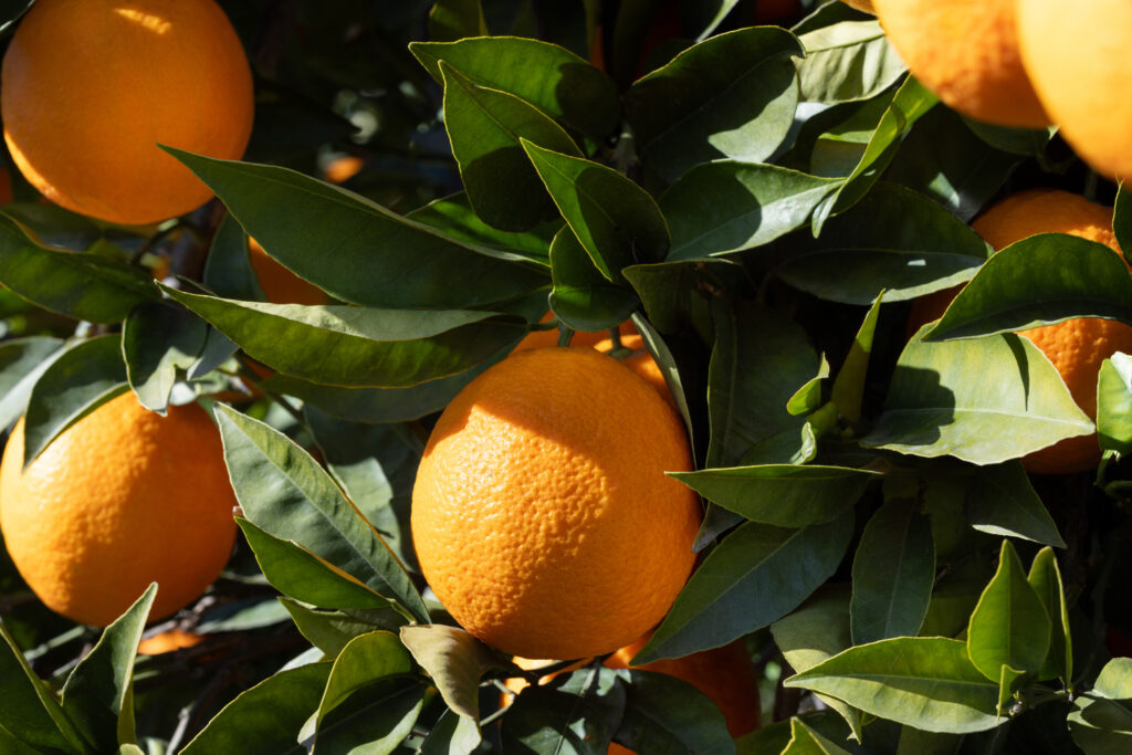 Agrisicilia: tra radici e futuro