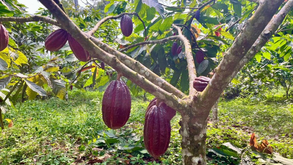 Il cioccolato di Modica. L’unico cioccolato IGP al mondo!