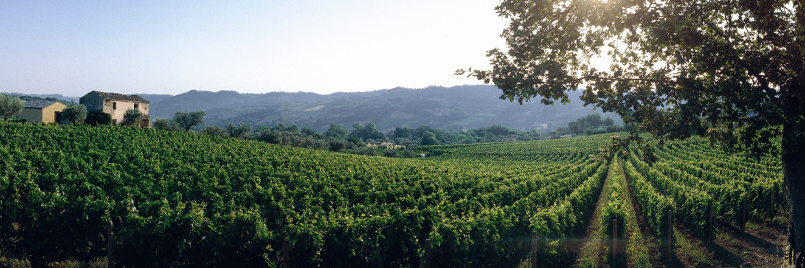 Masciarelli, una storia di famiglia
