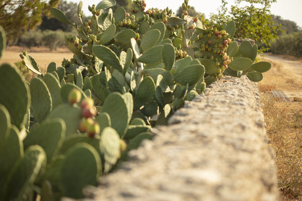N&B Natural is Better: il modello salentino che rigenera terra e comunit&agrave;