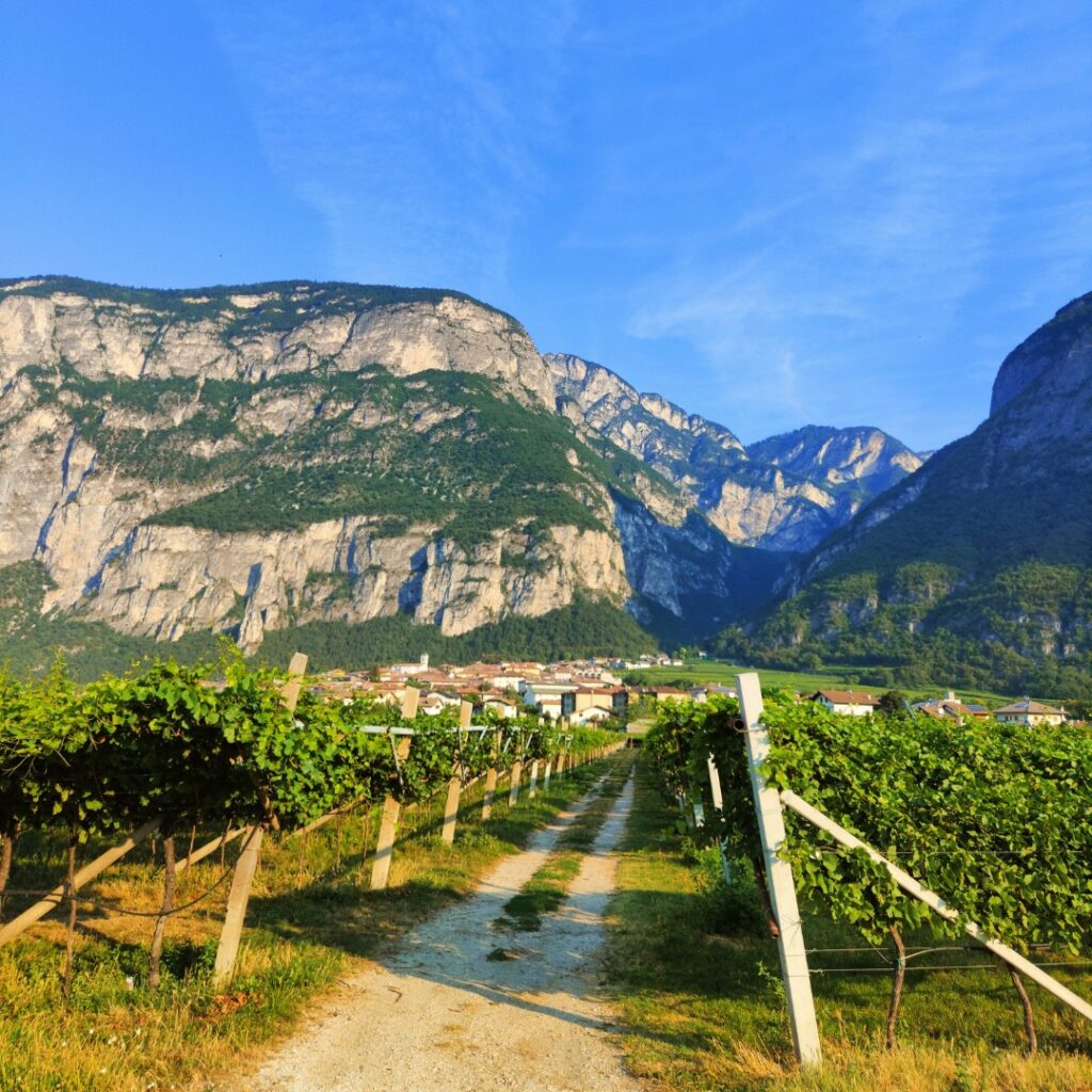 Quei vini low alcool moderni, nati da un’intuizione del passato