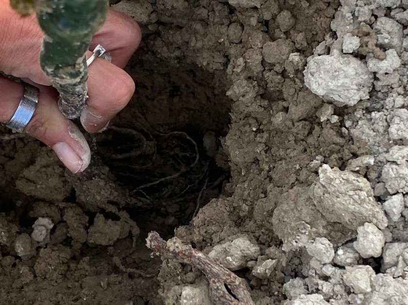 Antonella Lombardo, folgorata sulla via della toga