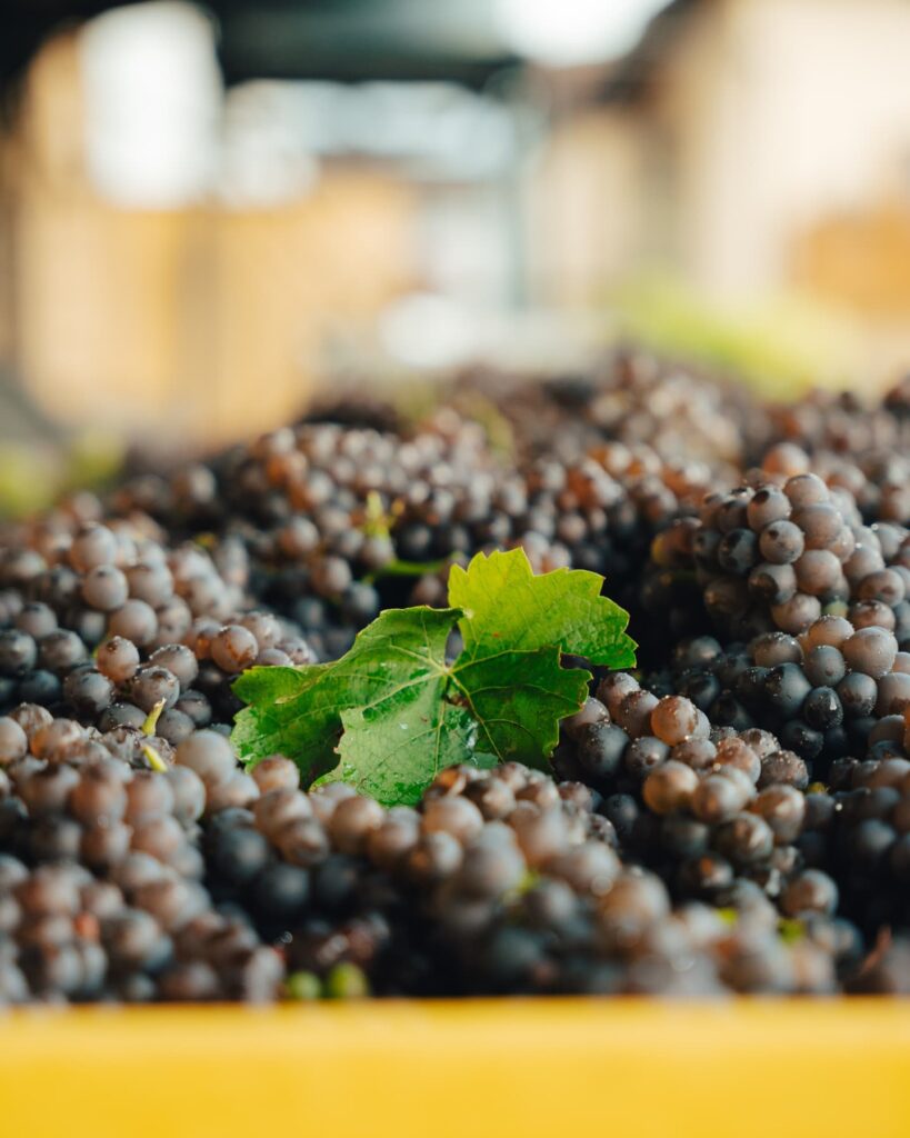 Quei vini low alcool moderni, nati da un’intuizione del passato