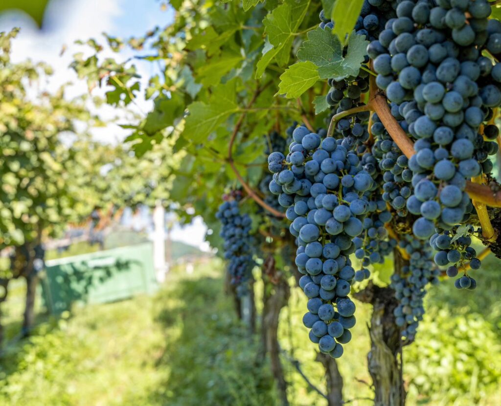 Cantina Sankt Pauls Kalkberg, la fine tensione del Pinot Bianco