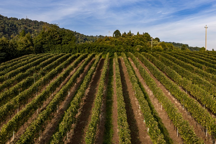 Hey French di Pasqua, il bianco che non ti aspetti