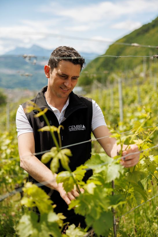 Oro Rosso Blanc de Noirs, Cembra Cantina di Montagna
