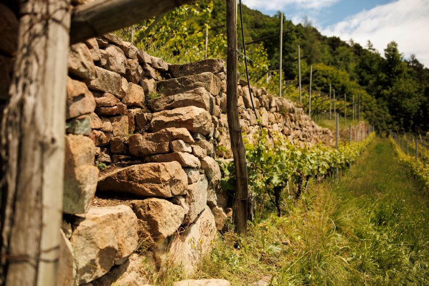 Oro Rosso Blanc de Noirs, Cembra Cantina di Montagna