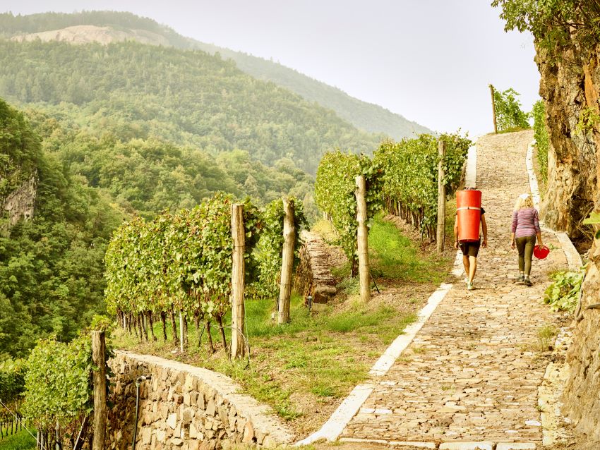 Oro Rosso Blanc de Noirs, Cembra Cantina di Montagna