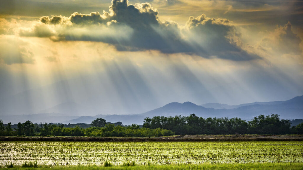 Riso di Baraggia DOP: il &ldquo;cru&rdquo; del riso italiano che conquista gli chef