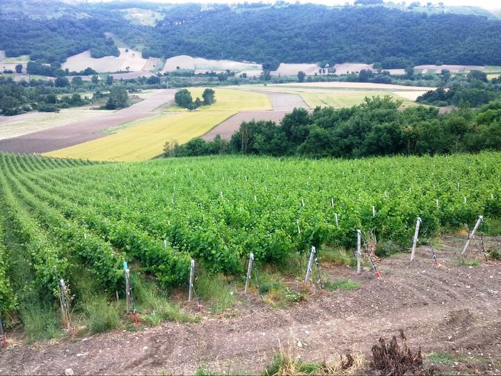 Rossovermiglio, il colore di una cantina
