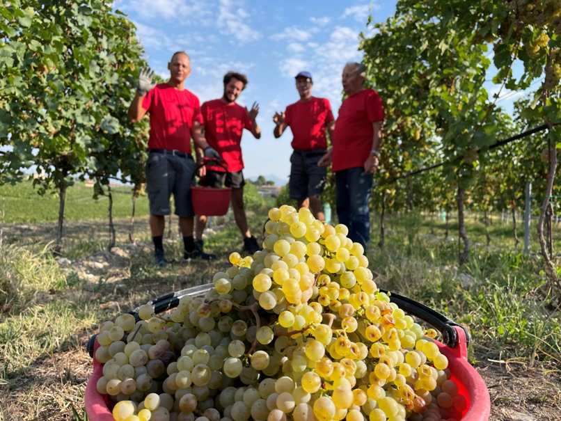 Monte del Fr&agrave;, le radici nel Custoza