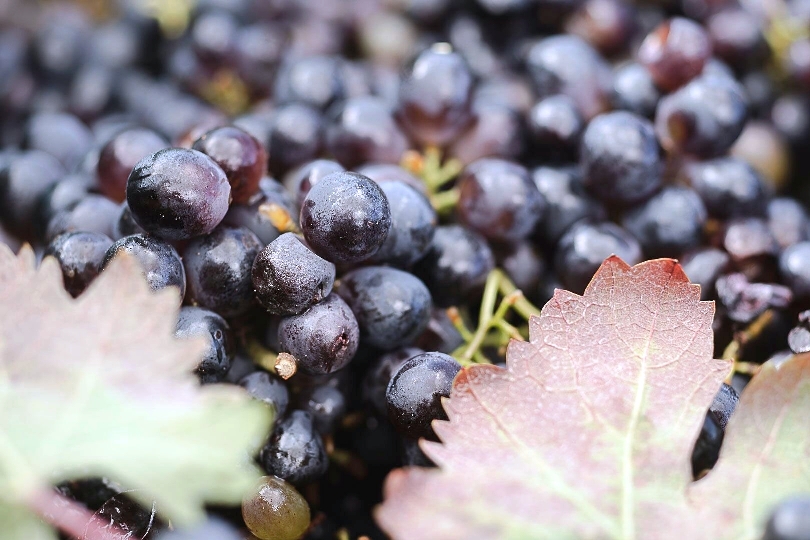 Paololeo, le anime del vino rosa
