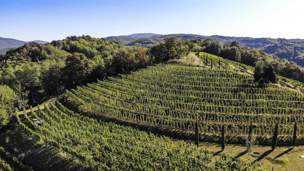 Venica & Venica, 30 anni del Sauvignon Ronco delle Mele